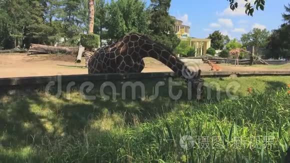 长颈鹿在动物园里吃草视频