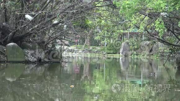 一群白鸟，白鹭，加尔泽塔，在湖树上筑巢