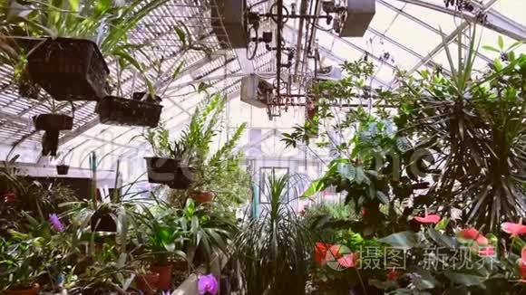 温室植物生长视频