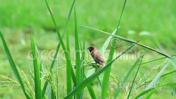 米场上有鳞片的穆尼亚视频