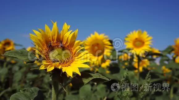 向日葵上的蜜蜂视频