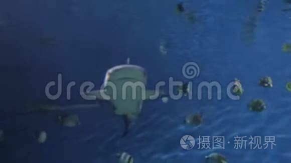 海洋生物的水下世界视频