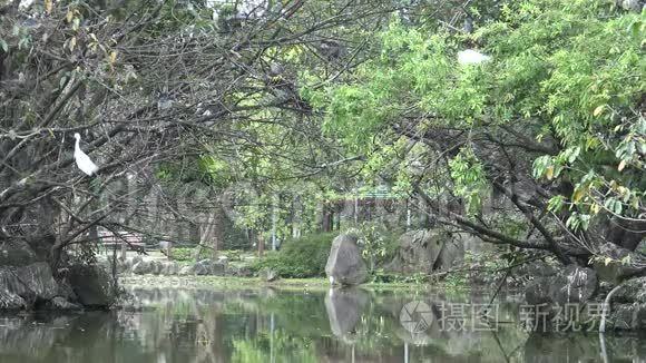 一群白鸟，白鹭，加尔泽塔，在湖树上筑巢