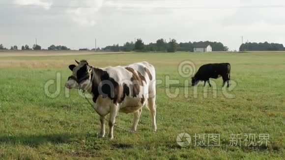 两只母牛在田里安静地吃草视频