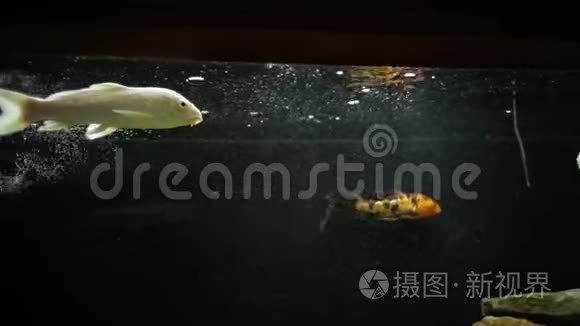 水族馆里的水族馆鱼