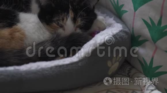 坐在篮子里的可爱的猫视频