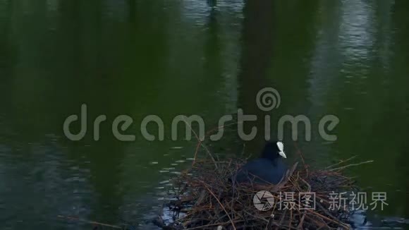 野鸭。 时光流逝