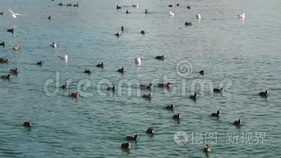 海鸟在海里游泳视频