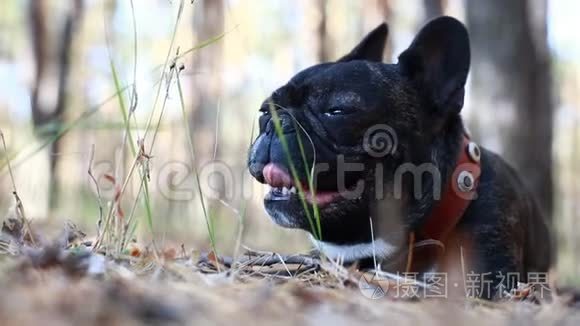 森林里的法国斗牛犬