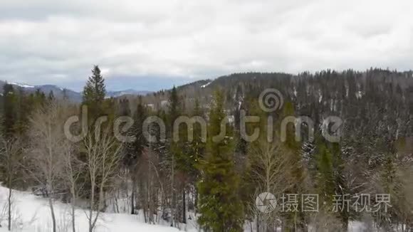 在晴朗的天气里，满是雪的树木的山脉全景。 喀尔巴阡山脉的冬季景色