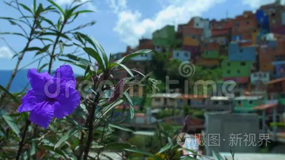 哥伦比亚麦德林13号彗星景观，花在前景，机架焦点