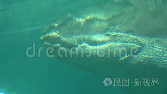 咸水鳄鱼漂浮在水中视频