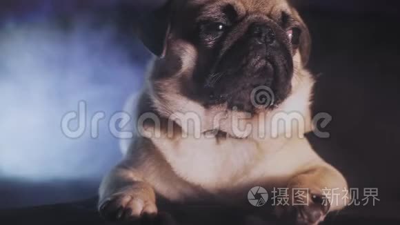 黑暗中一只可爱的小狗的肖像视频