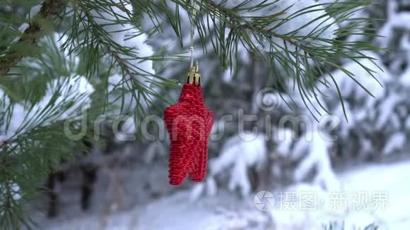 白雪覆盖的松枝上的红色圣诞星