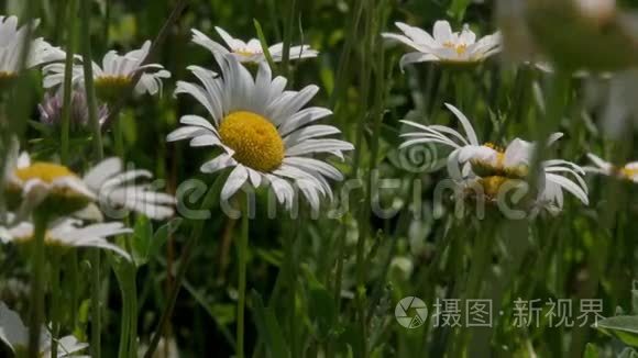 在风中飘动的白色黄色哺乳动物视频