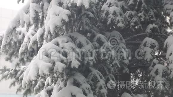 雪落和杉树上的积雪