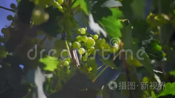 乡村花园里种着绿葡萄视频