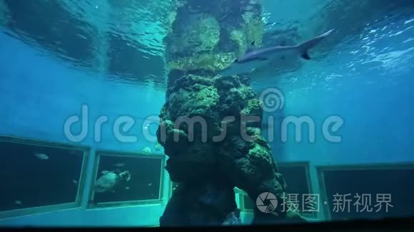 瓦格霍尔水族馆景点学习中心视频