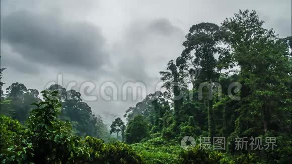 婆罗洲薄雾雨林的电影放映时间视频