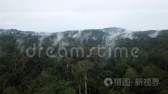 婆罗洲热带雨林双翅果树林摄影视频