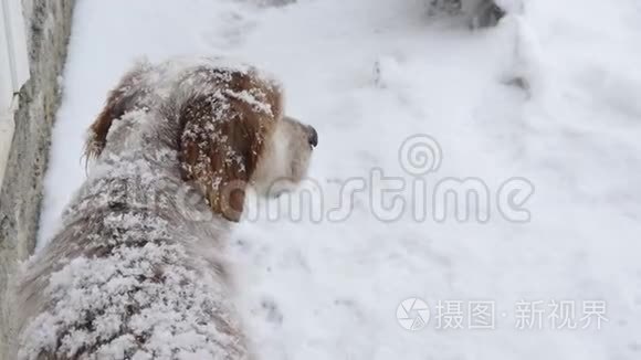 纯种的英国赛特犬在雪地里等待视频