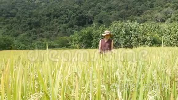 泰国北部一个被群山环绕的金色丘陵地带，一名妇女走过