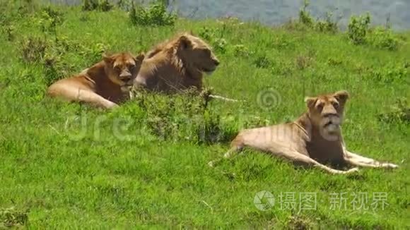 恩戈罗戈罗火山口的非洲狮子视频