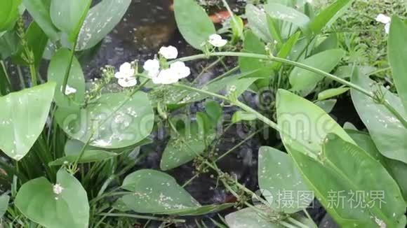 由水生长的迷你花卉植物视频