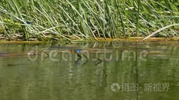 蓝纹蜻蜓坐在河底的树枝上视频