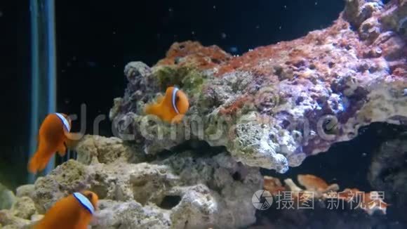 橙色小丑鱼在玩视频