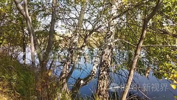 夏天宁静的一天湖上的桦树视频