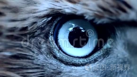 鹰眼特写,宏,年轻的goshawkaccipiter gentis的眼睛短视频