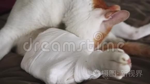 猫在伤口护理穿衣中舔伤腿视频