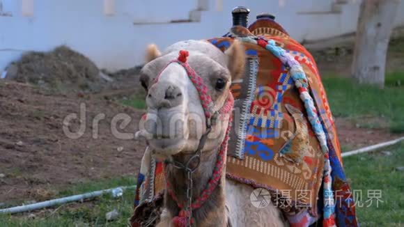 骑着游客的骆驼坐在街上视频