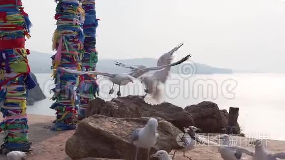 海鸥对抗柱视频