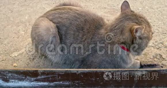 坐在水泥板上的睡猫