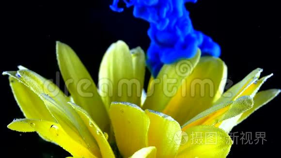 黄色的花朵在水下与蓝色的墨水反应和创造抽象的云层形成。 可用作过渡