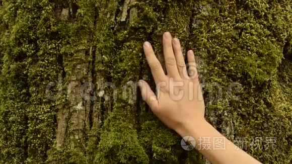 女人的手抚抚树皮视频