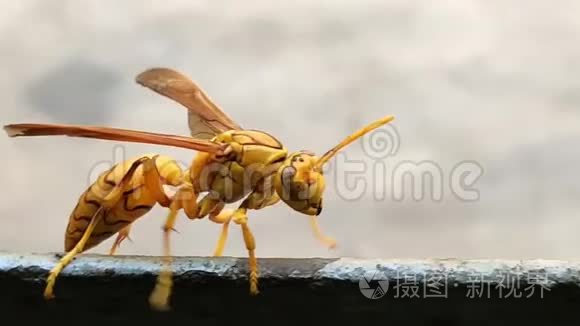 深彩色的黄色印度黄纸黄蜂橄榄或伞黄蜂走在铁上印度