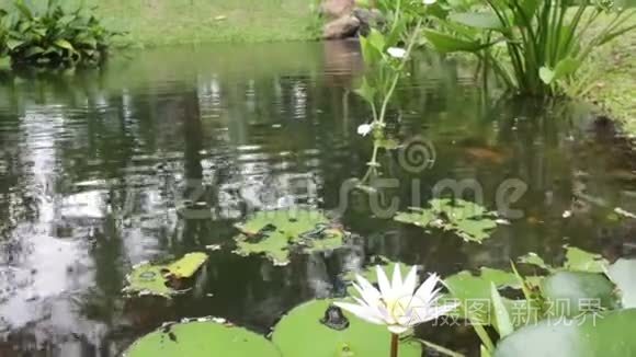 夏日的小池塘里的水花视频