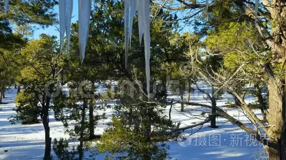 冰柱融化，滴水与雪地和松树