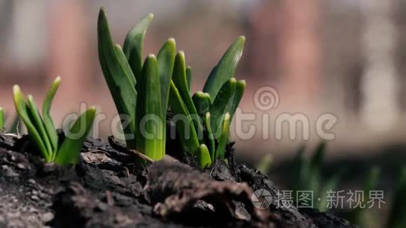 嫩绿的小草穿过泥土视频