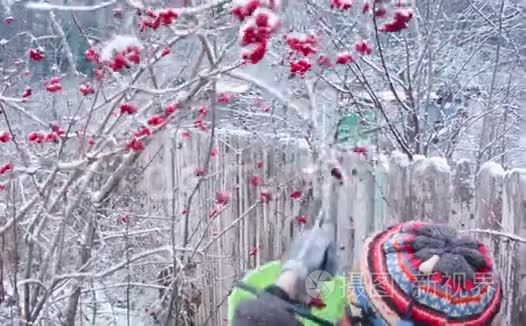 冬天采摘浆果视频