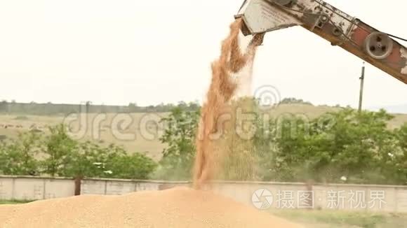 示范从联合或分拣机到货物容器或露天的小麦颗粒的稳定流动