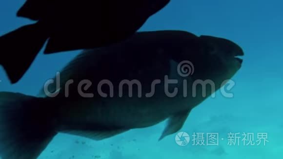 水下4K美丽的鱼在海里游泳的镜头。 奇妙的海景和火山生活