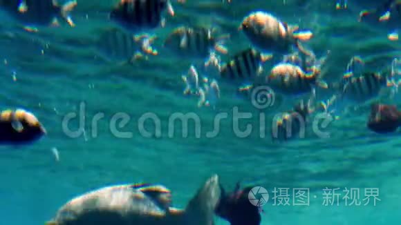 雷德海珊瑚礁美丽海景4K视频。 海洋水下生物。 令人惊叹的宁静背景