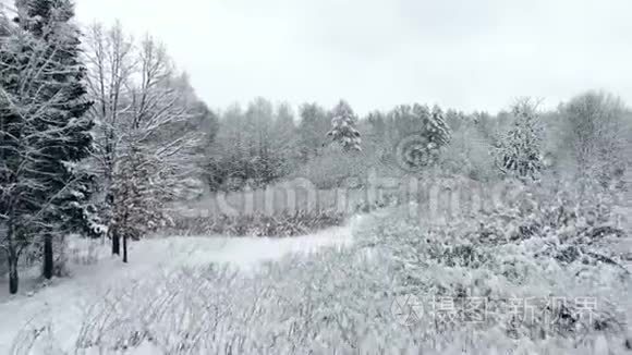 低海拔雪景相机拍摄冬季景观树视频