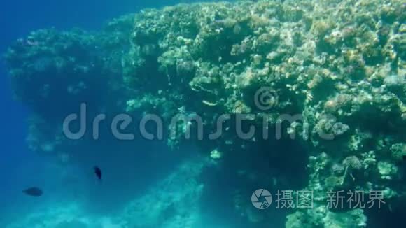 雷德海珊瑚礁美丽海景4K视频。 海洋水下生物。 令人惊叹的宁静背景