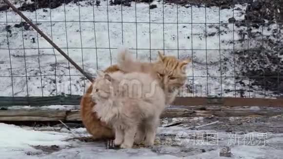 冬天外面的红色流浪猫视频