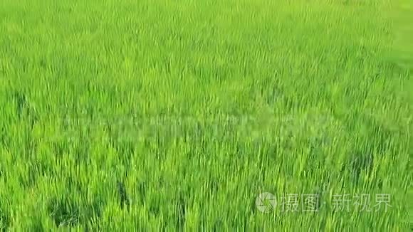 田野里有绿色的水稻芽
